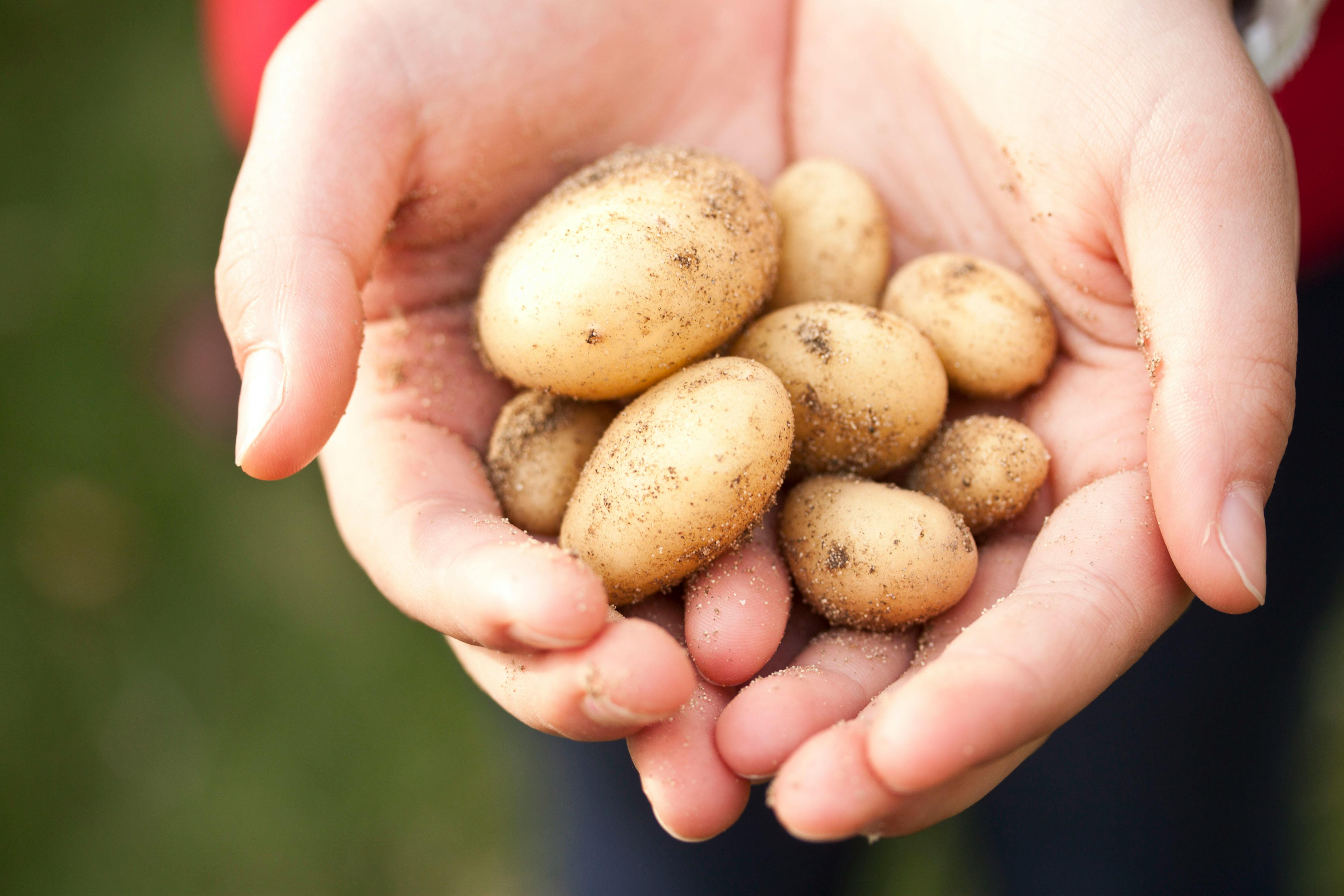Potatoes